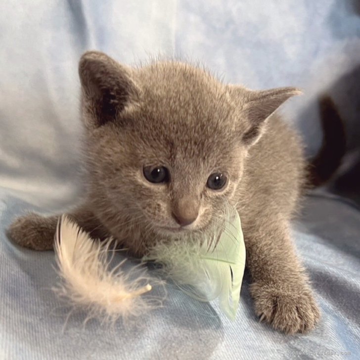 生後10ヶ月まで生命保証付きの安心猫ちゃん。お土産 | ロシアンブルー