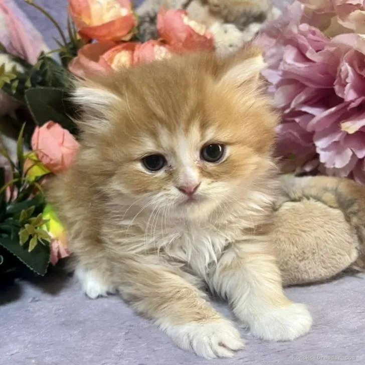 ID:2210-02719の子猫