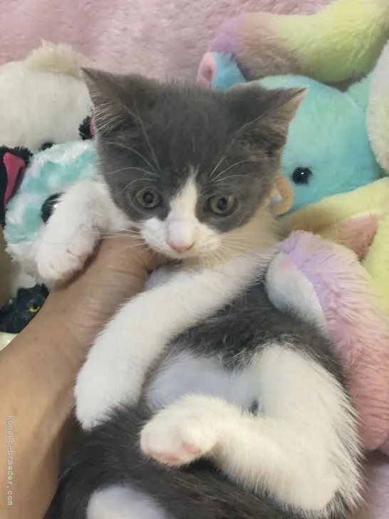 ID:2105-01444の子猫