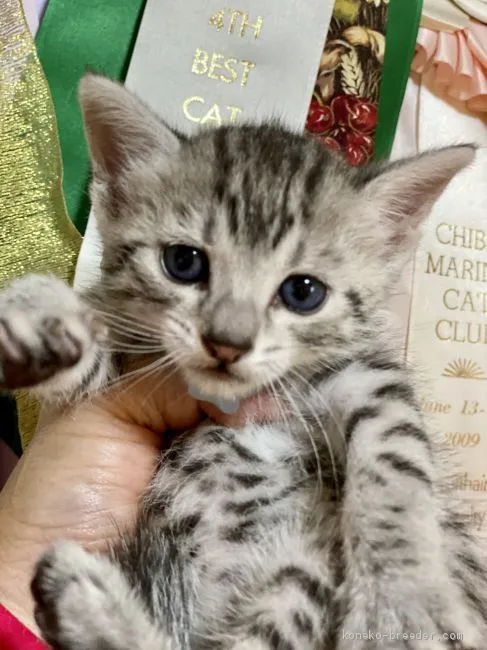 えにし 様のお迎えした子猫