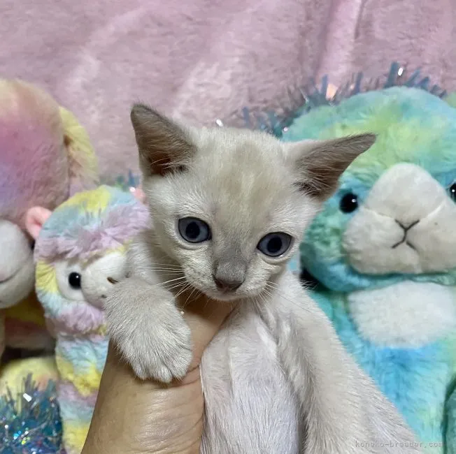 まー 様のお迎えした子猫