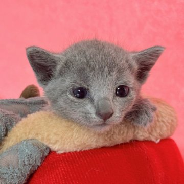 ロシアンブルー【千葉県・女の子・2024年8月12日・ブルー（短毛）】の写真「生後10ヶ月まで、生命保証付き。お土産付き。」