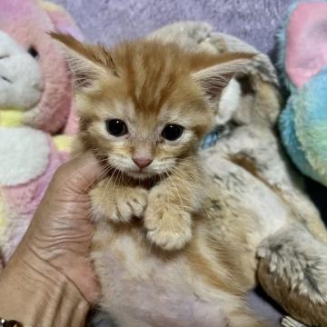 マンチカン(短足)【千葉県・女の子・2022年6月30日・レッドタビー（短毛）】の写真「萌える様なレッドタビーの可愛い女の子です。」