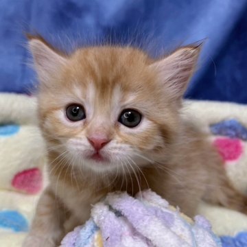 マンチカン【千葉県・女の子・2024年3月24日・レッドタビー（中毛）】の写真「生後10ヶ月まで　生命保証付きの猫ちゃん。お土産付」