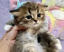 ラガマフィンの子猫を探す 専門ブリーダー直販の子猫販売 みんなの子猫ブリーダー