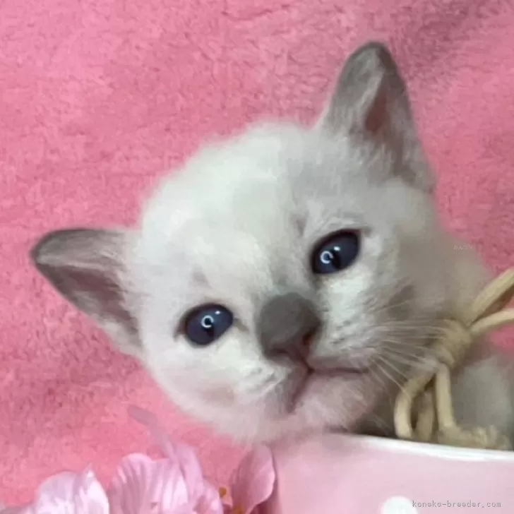 ID:2502-01321の子猫