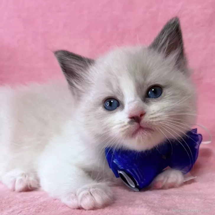 ID:2504-00888の子猫