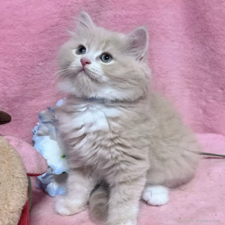 ID:2504-01895の子猫