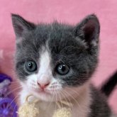 ブリティッシュショートヘア