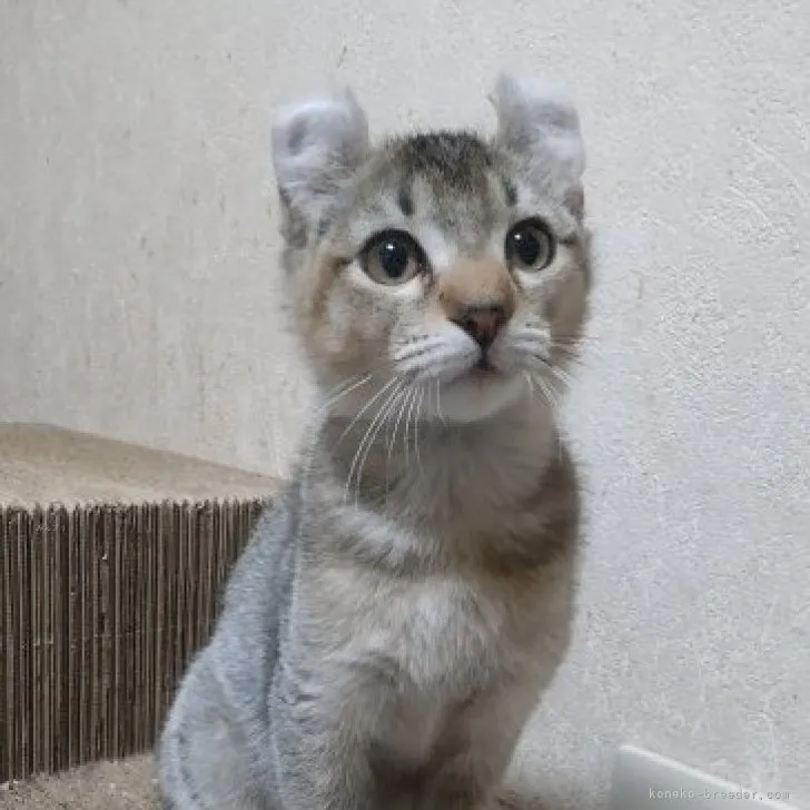 ID:2310-00404の子猫