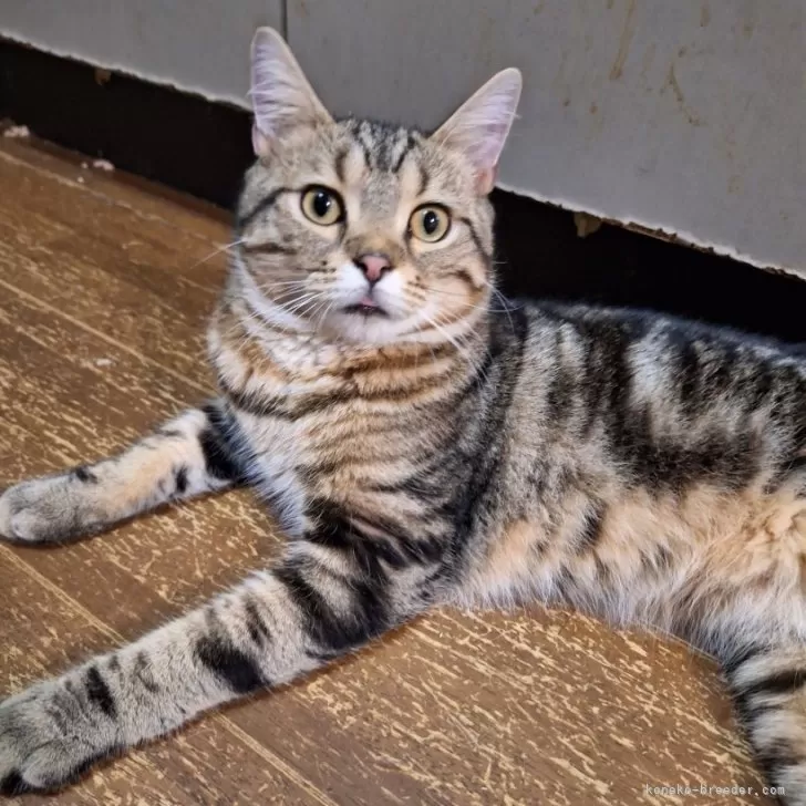 ID:2403-00120の子猫