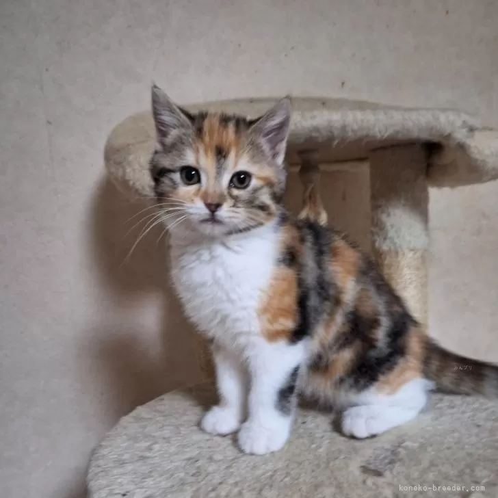 ID:2501-01033の子猫