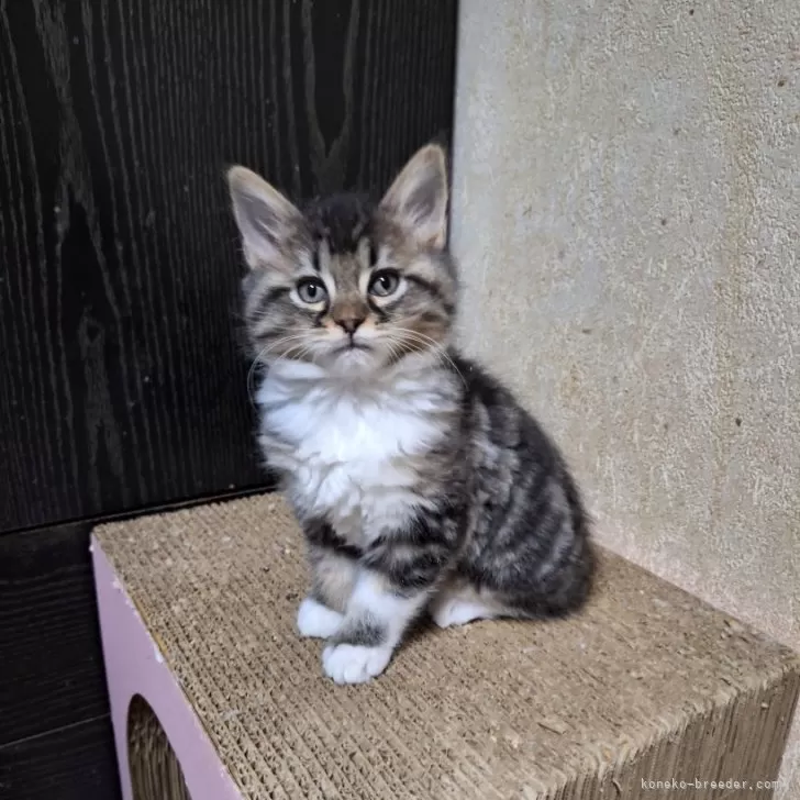 ID:2501-01953の子猫