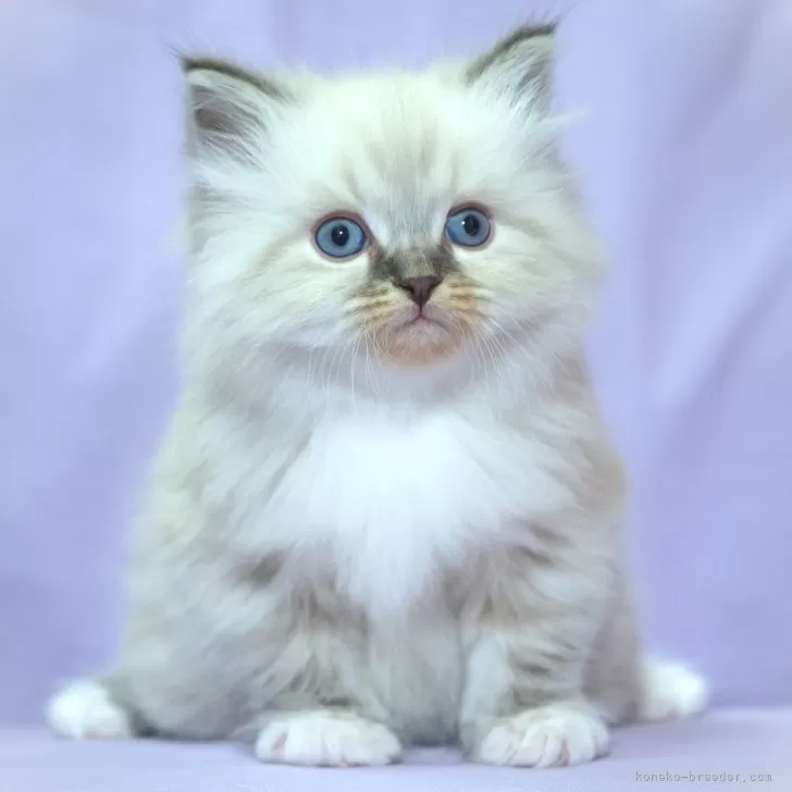 ID:2501-02234の子猫
