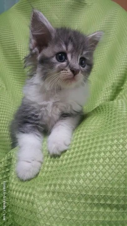 ID:1609-00501の子猫