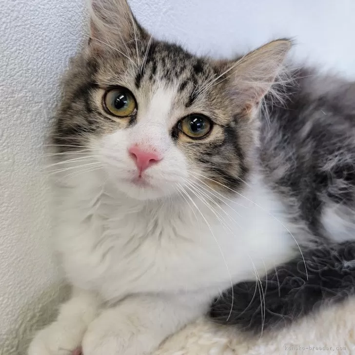 ID:2406-01398の子猫