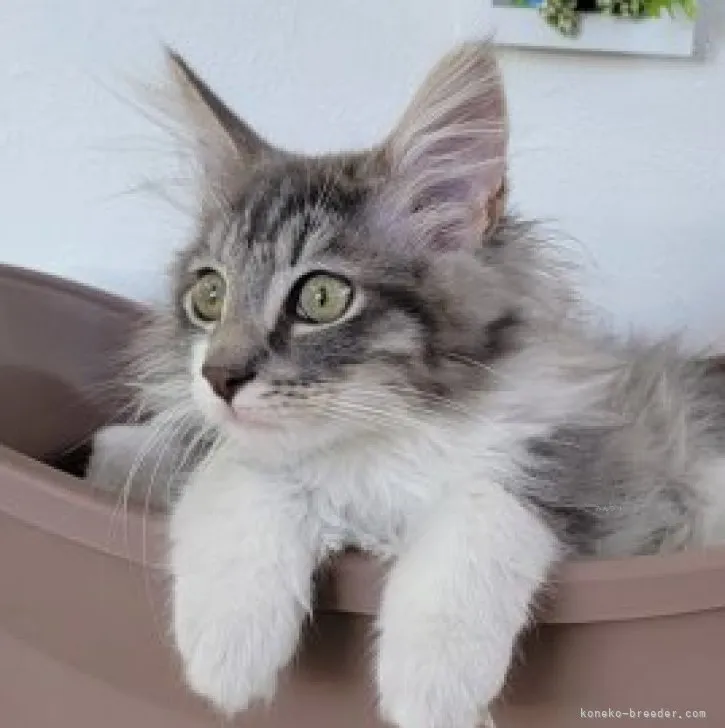 ID:2308-00143の子猫