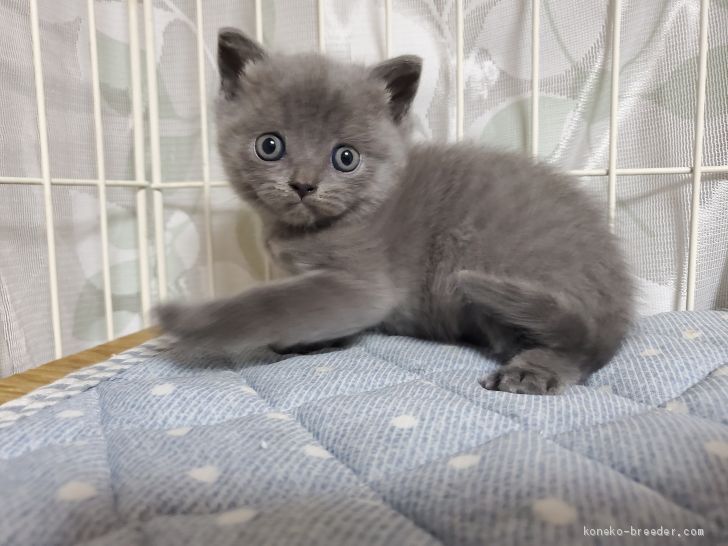 minette子猫ちゃん♡フラワーB〜グラシン封筒♡エンボス♡染め