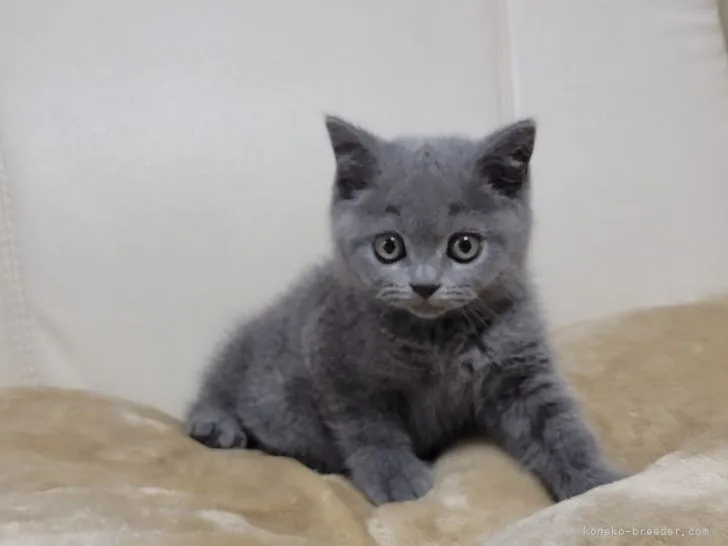 ID:2203-01201の子猫