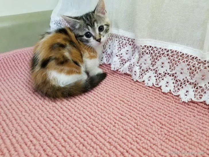 ID:1809-00735の子猫