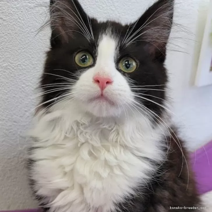 ID:2406-01394の子猫