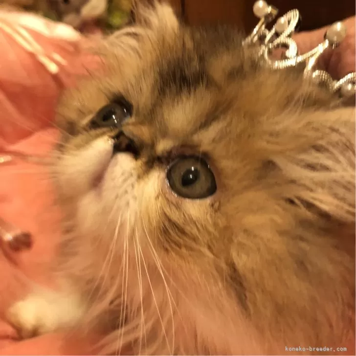 ID:2406-00464の子猫