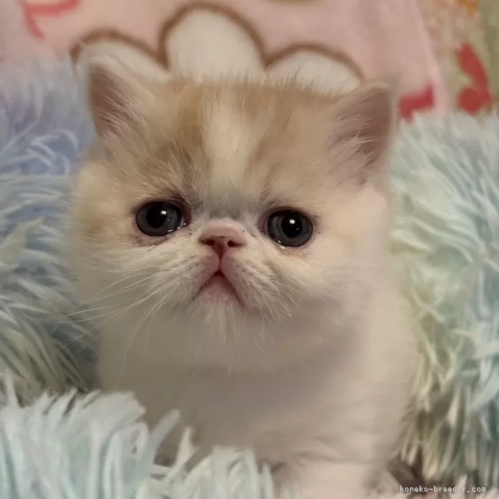 ID:2502-00944の子猫