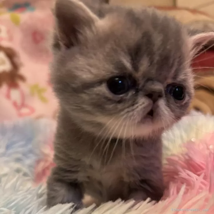 ID:2502-00943の子猫