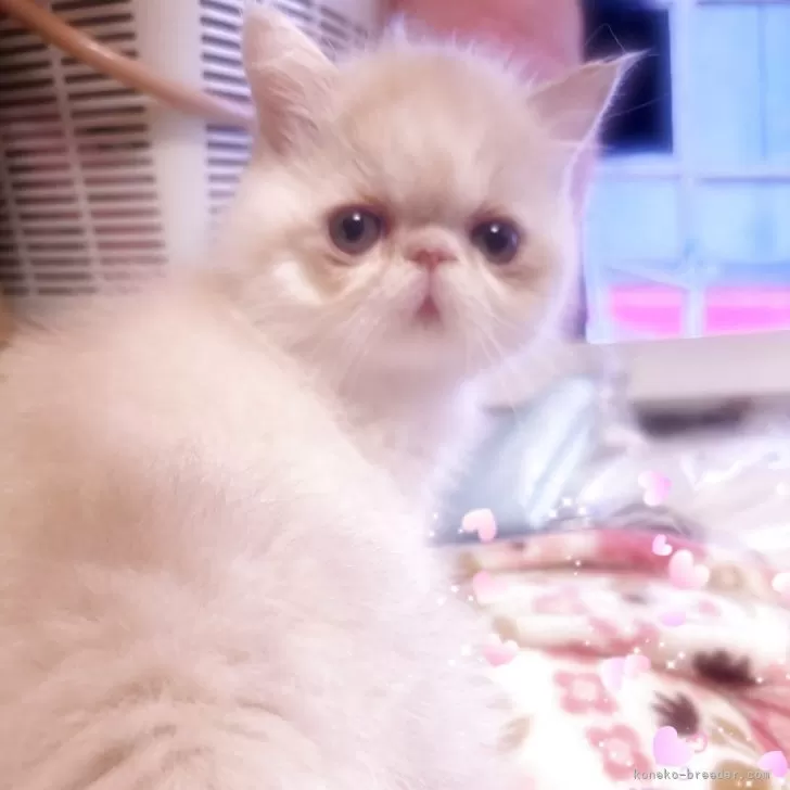 しのしの 様のお迎えした子猫
