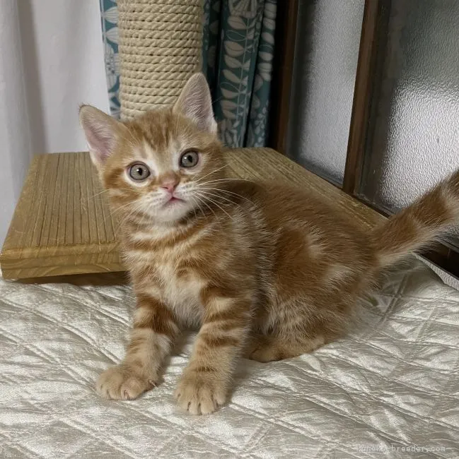 ID:2201-01981の子猫