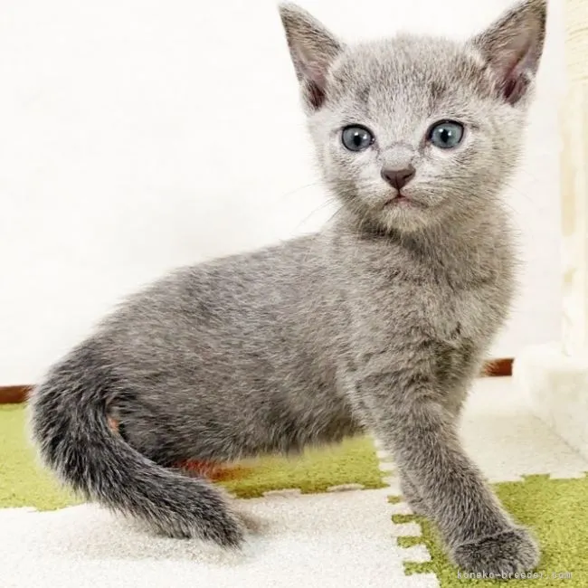 ID:2103-02089の子猫