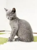 ブリティッシュショートヘア【福岡県・男の子・2021年3月7日・ブルー】の写真3