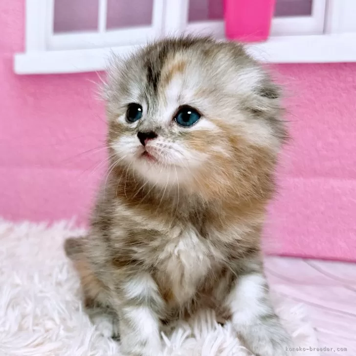 ID:2411-01883の子猫