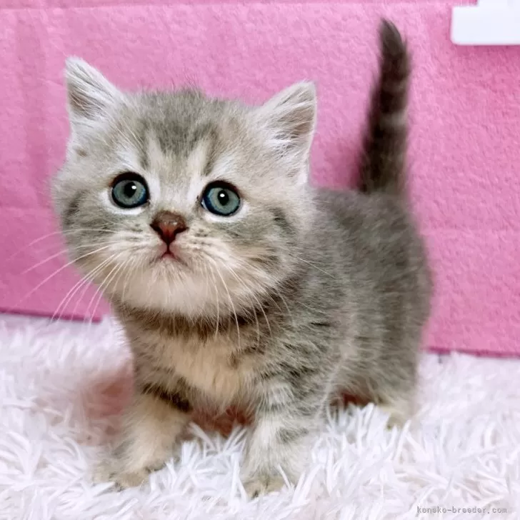 パウの家族 様のお迎えした子猫