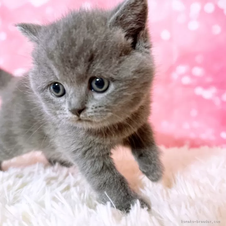 ID:2312-02523の子猫