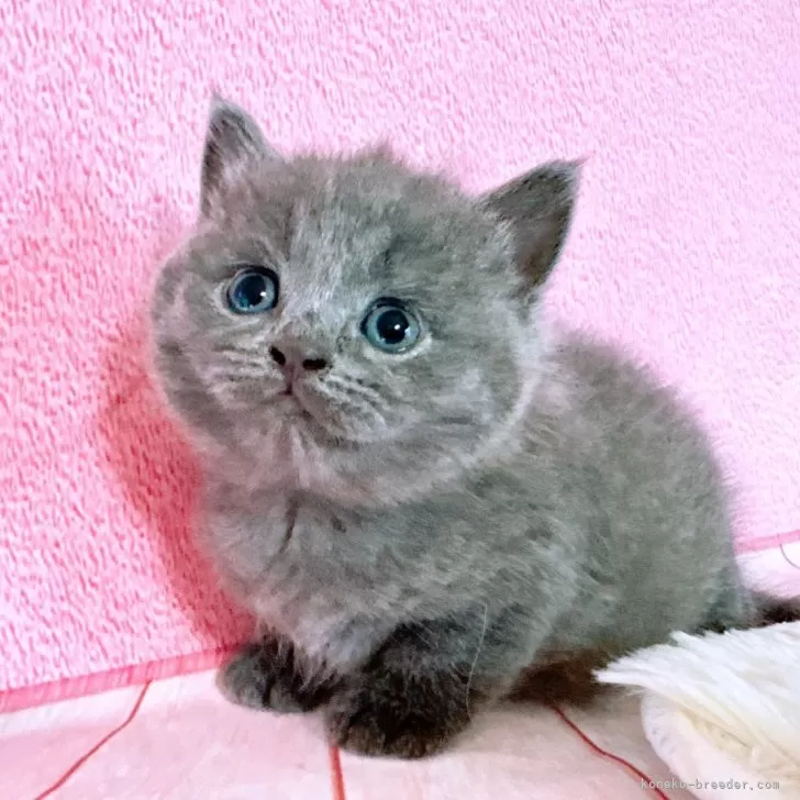 ID：2406-02367の子猫