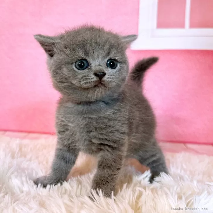 ID:2406-01964の子猫