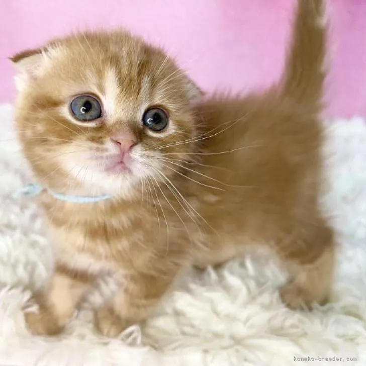 ID:2211-02524の子猫