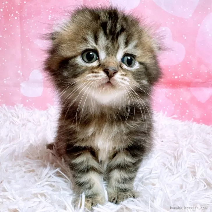ID:2412-01772の子猫