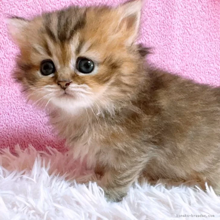 ID:2412-00634の子猫