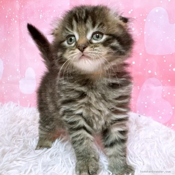 ID:2412-02000の子猫