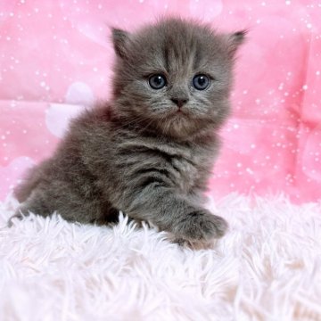 ブリティッシュショートヘア【三重県・女の子・2025年9月6日・ブルー(ロングヘア)】の写真「むちむちのブリティッシュ!激カワちゃん✨」