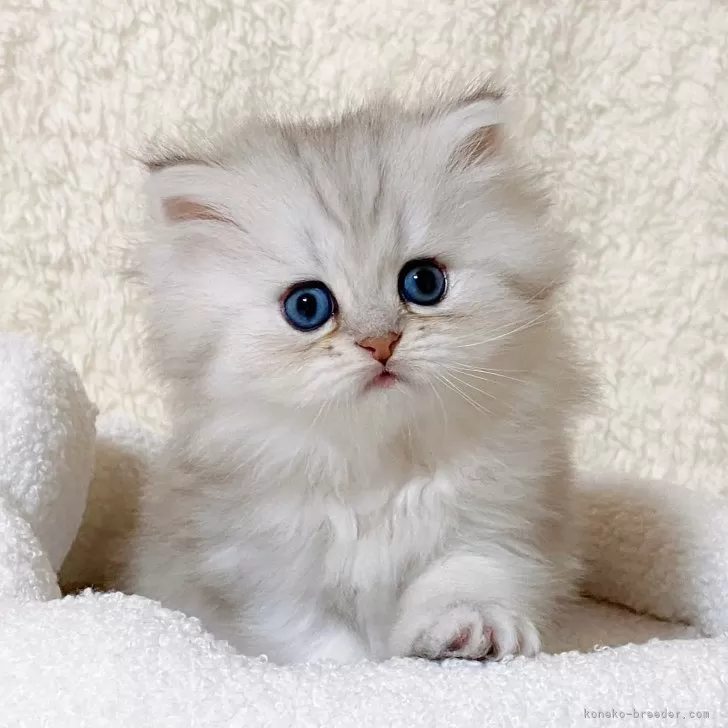 ID：2404-03030の子猫