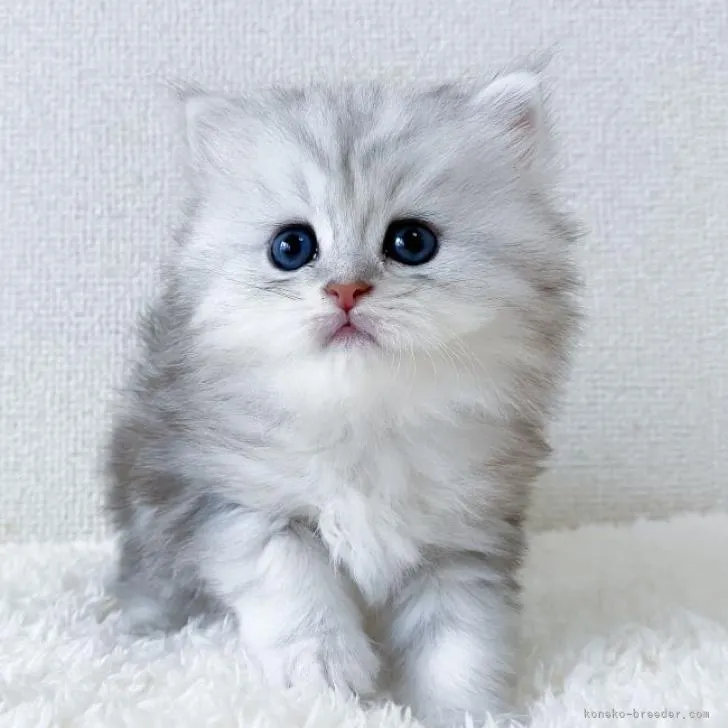 ID:2209-01064の子猫