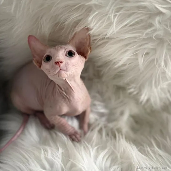 ID:2206-02571の子猫