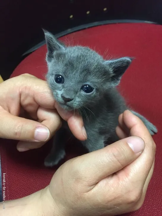 ID:1905-01201の子猫