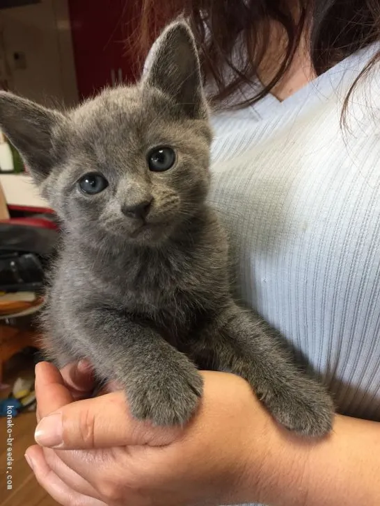 ID:1904-01999の子猫