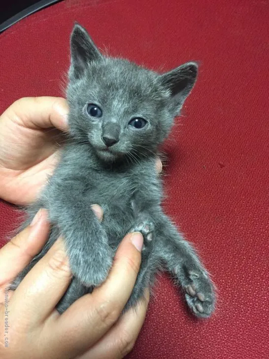 ID:1905-01813の子猫