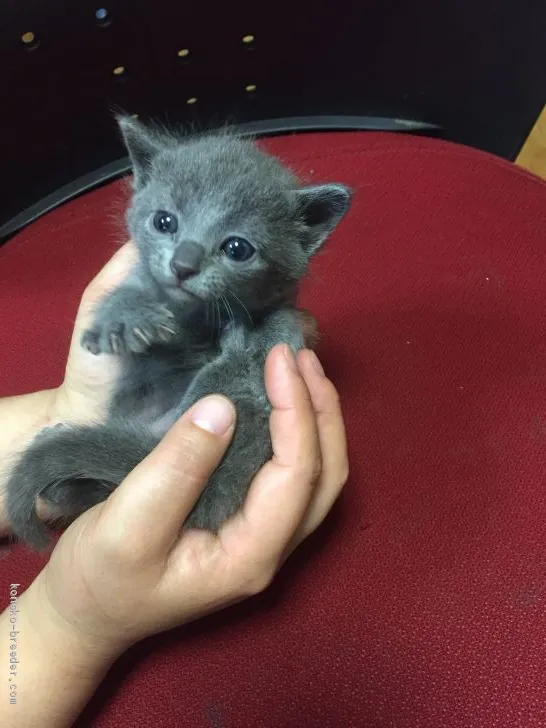 ID:1905-01200の子猫