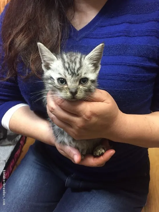 ID:1904-00668の子猫